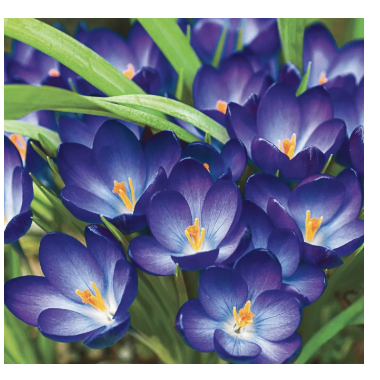 Flower Recognition App result screen showing a classified crocus flower